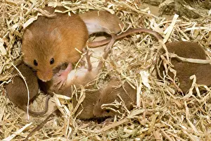 Micromys: Adult female Harvest Mouse with ten-day old young in nest