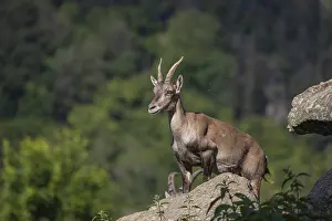 Goat Antelopes: One adult female ibex (Capra ibex) standing on a rock