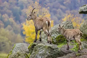 Autumn Mood: An adult female ibex (Capra ibex) stands on a rock with one of her young