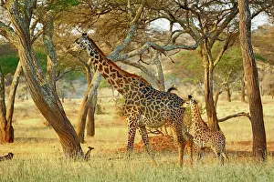 Tarangire: Adult female and juvenile Giraffe, Giraffa