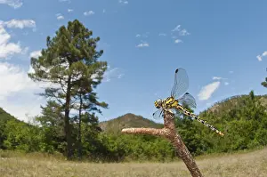 Anisoptera: Adult female of large pincertail (Onychogomphus