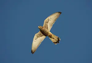 Naumanni: Adult female Lesser Kestrel In flight