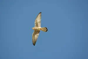 Naumanni: Adult female Lesser Kestrel In flight