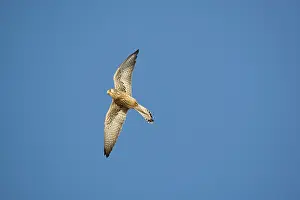 Naumanni: Adult female Lesser Kestrel In flight