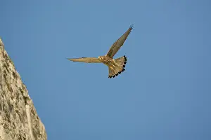 Naumanni: Adult female Lesser Kestrel In flight
