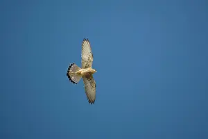 Naumanni: Adult female Lesser Kestrel In flight