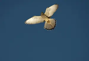 Naumanni: Adult female Lesser Kestrel In flight