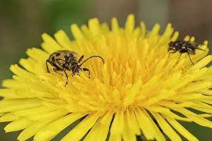 Officinale: Adult female of long horn beetle (Brachyta interrogationis)