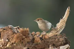 Chestnuts: Adult female of of Eurasian blackcap (Sylvia atricapilla)