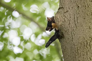 Martes: Adult female Pine Marten (Martes martes) adult