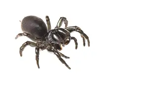 Spiders: Adult female of purseweb spider (Atypus affinis)