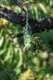 Cities: Adult female of rose-ringed parakeet (Psittacula krameri) eating acorn from Quercus sp