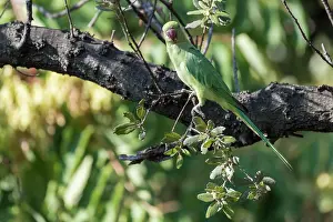 Cities: Adult female of rose-ringed parakeet (Psittacula krameri) resting on branch of Quercus sp