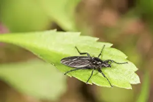 Marks: Adult female of St. Marks fly (Bibio marci) resting on gree