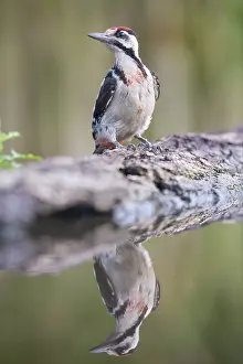 Mirrored: Adult female Syrian Woodpecker (Dendrocopos syr