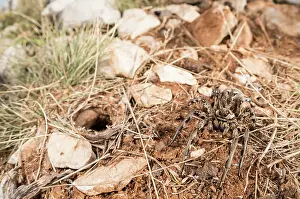 Croatia: Adult female of Tarantula wolf spider (LYcosa tarantula)