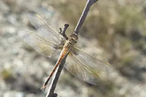Forewings: Adult female of vagrant emperor (Anax ephippiger)