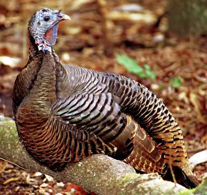 Ocala: Adult Female Wild Turkey