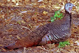 Ocala: Adult Female Wild Turkey