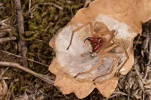 Adult female of yellow sac spider (Cheiracanthium