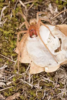Araneae: Adult female of yellow sac spider (Cheiracanthium