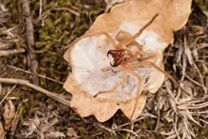 Spiders: Adult female of yellow sac spider (Cheiracanthium