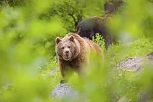 Hilltop: An adult female and a young male (Ursus arctos arctos) stand