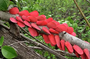 Flatid: Adult Flatid Leaf-Bugs