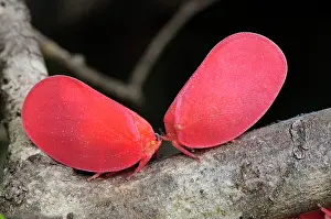 Flatid: Adult Flatid Leaf-Bugs