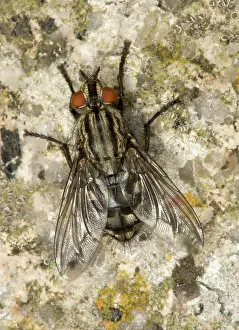 Flesh: Adult Flesh Fly