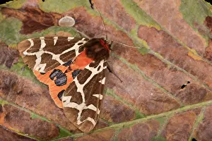 Erebidae: An adult of Garden tiger (Arctia caja) resting on