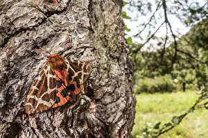 Erebidae: Adult of Garden tiger (Arctia caja) resting on tree