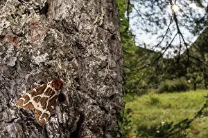 Erebidae: Adult of Garden tiger (Arctia caja) resting on tree