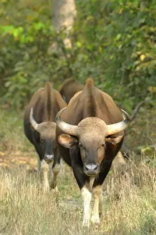Madhya: Gaur