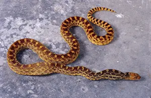 Gopher: Adult Gopher Snake