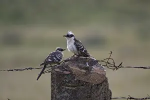 Clamator: Adult Great Spotted Cuckoos