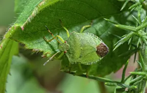 Hexapods: Adult Green Shieldbug, Palomena prasina, perched on leaf