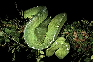 Morelia: Adult Green Tree Python, 3 of 3