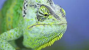 Conehead: Adult green Veiled chameleon (Chamaeleo calyptra