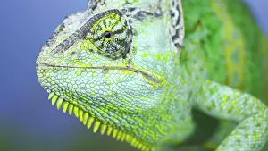 Conehead: Adult green Veiled chameleon (Chamaeleo calyptra