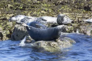 Farne: Adult Grey seals, Halichoerus grypu, basking on