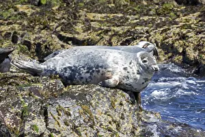 Farne: Adult Grey seals Halichoerus grypus basking on rocks