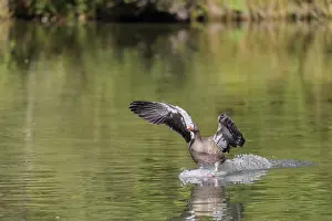 Lands: An adult greylag goose (Anser anser) lands on a lake on a sunny day