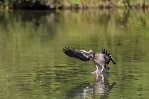 Lands: An adult greylag goose (Anser anser) lands on a lake on a sunny day