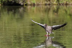 Lands: An adult greylag goose (Anser anser) lands on a lake on a sunny day