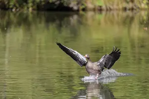 Lands: An adult greylag goose (Anser anser) lands on a lake on a sunny day