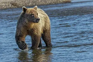 Chasing: Adult grizzly bear chasing fish, Lake Clark National