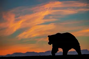 Arctos: Adult grizzly bear silhouetted on beach at sunrise