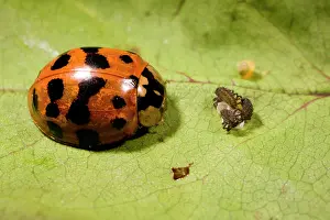 Axyridis: Adult Harlequin Ladybird with newly hatched larvae and eggs