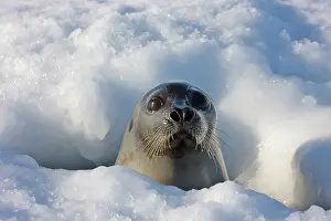 Groenlandicus: Adult harp seal raising head out of hole